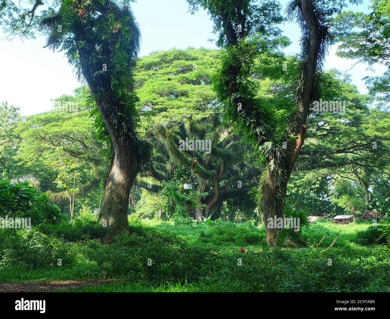 Lush Tree at Djawatan Benculuk, Banyuwangi East Java, Indonesia. Stock Photo