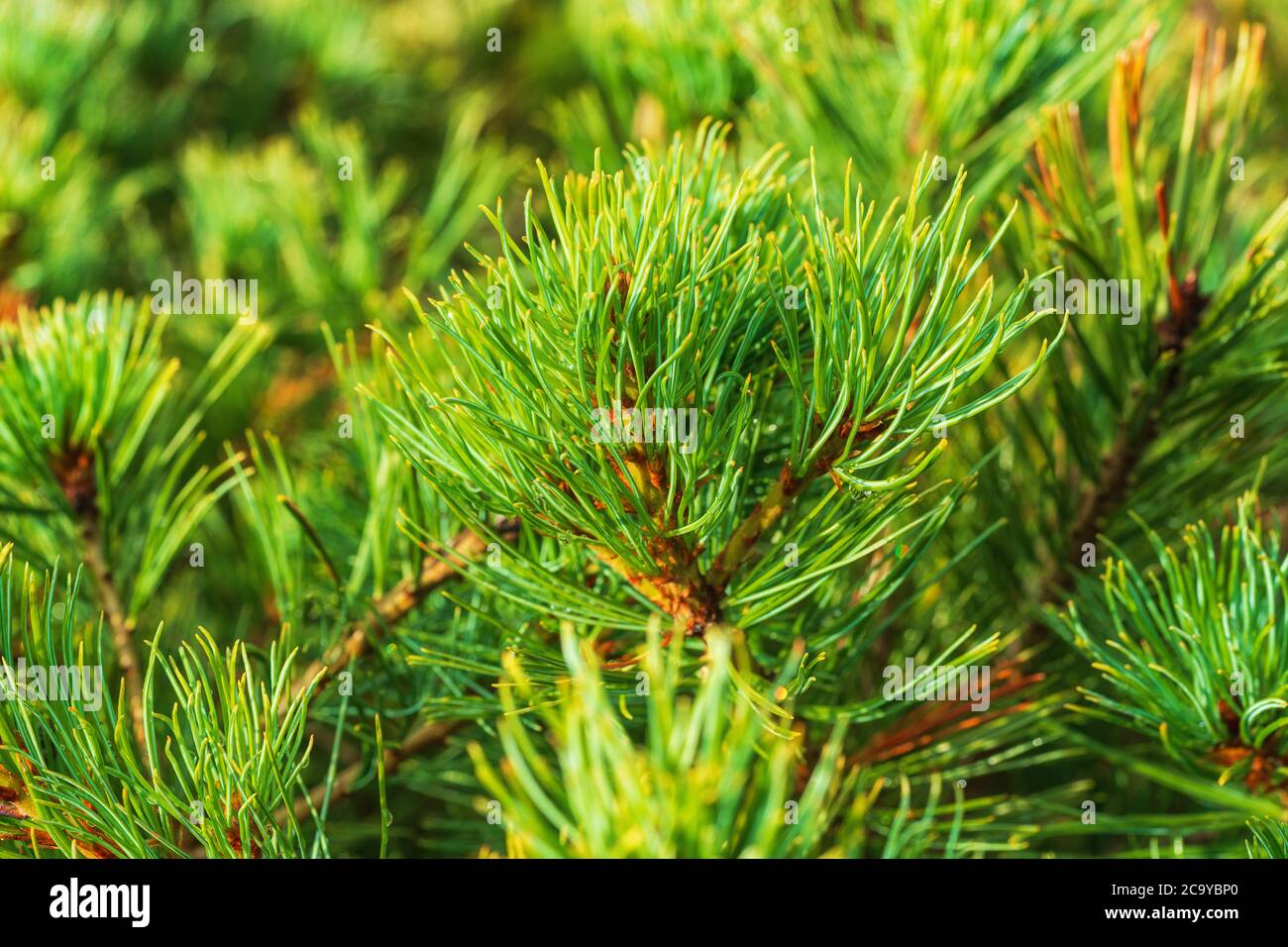 Close-up view of needles of shrub Siberian Stone Pine Pinus Pumila. Natural medicinal plant used in folk and traditional medicine. Christmas mood Stock Photo