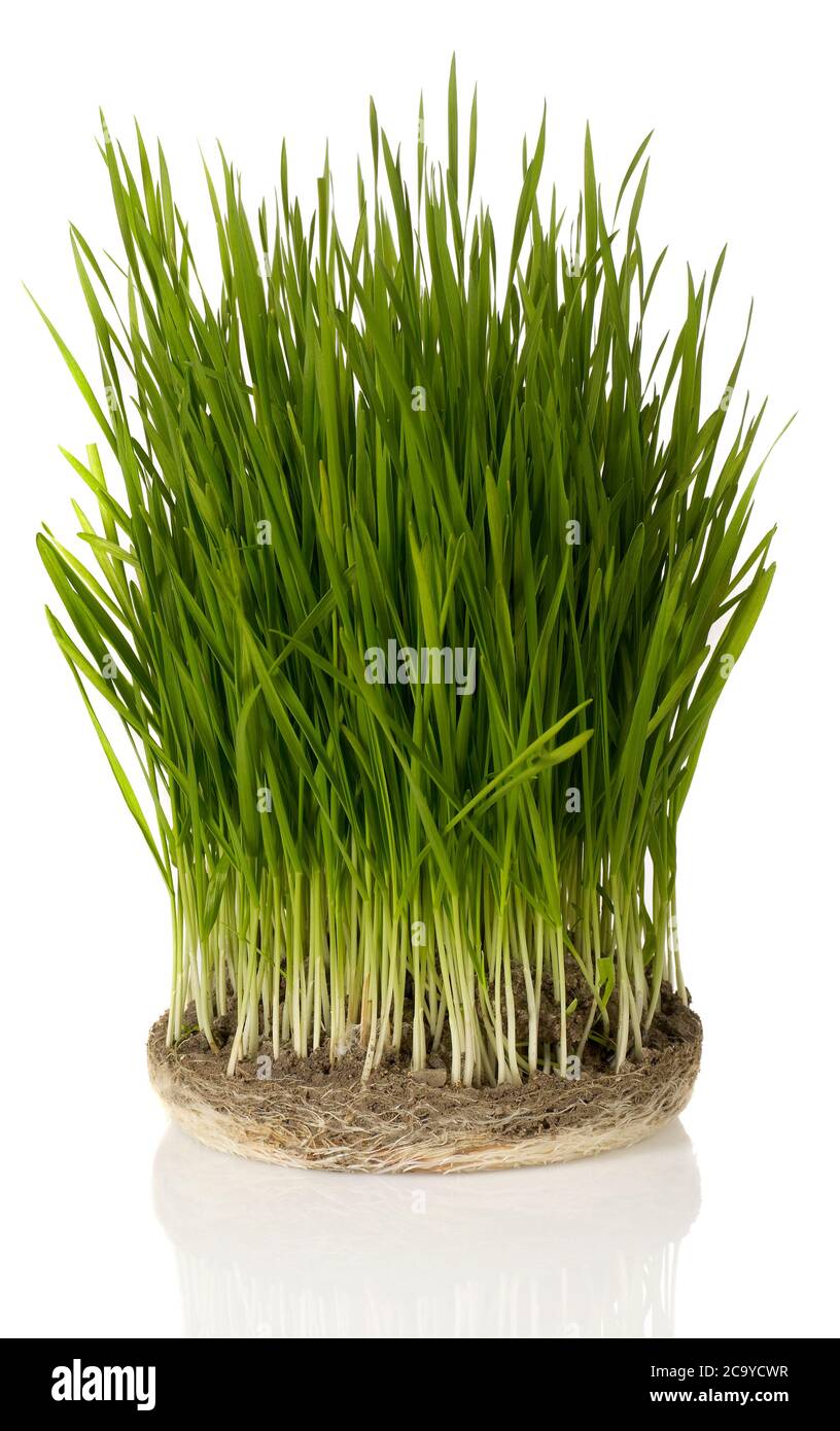 Blade of grass isolated Stock Photo Alamy