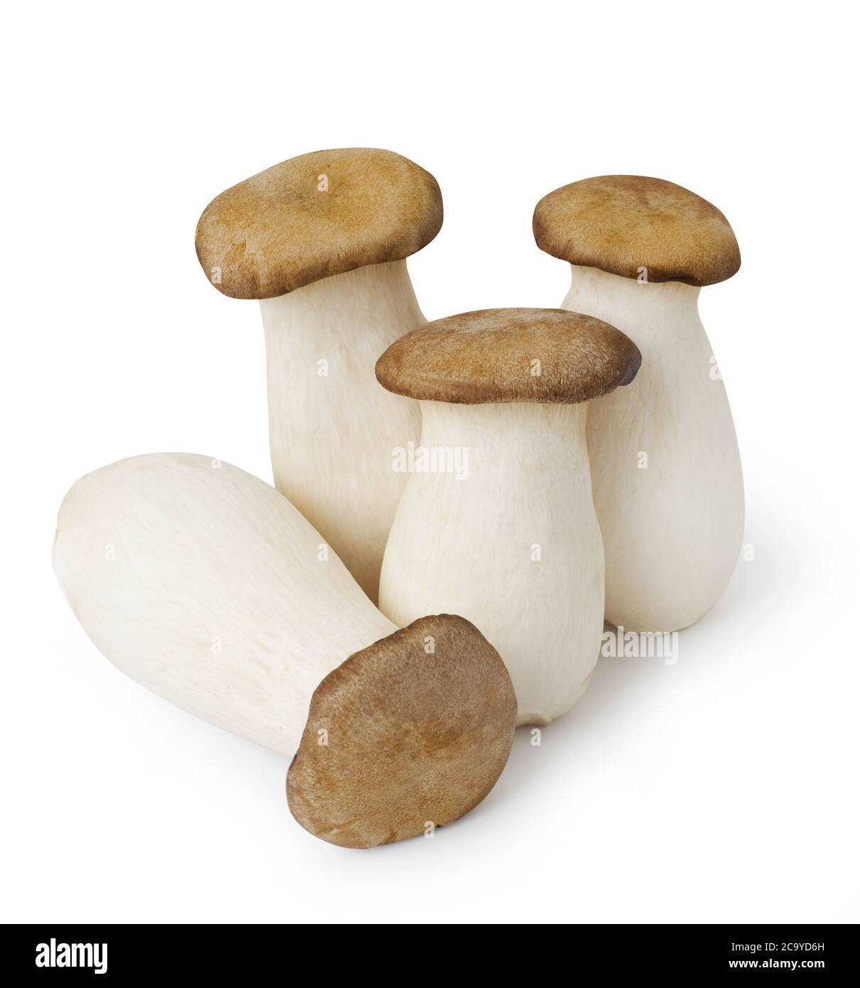 King Oyster mushrooms isolated on white Stock Photo Alamy