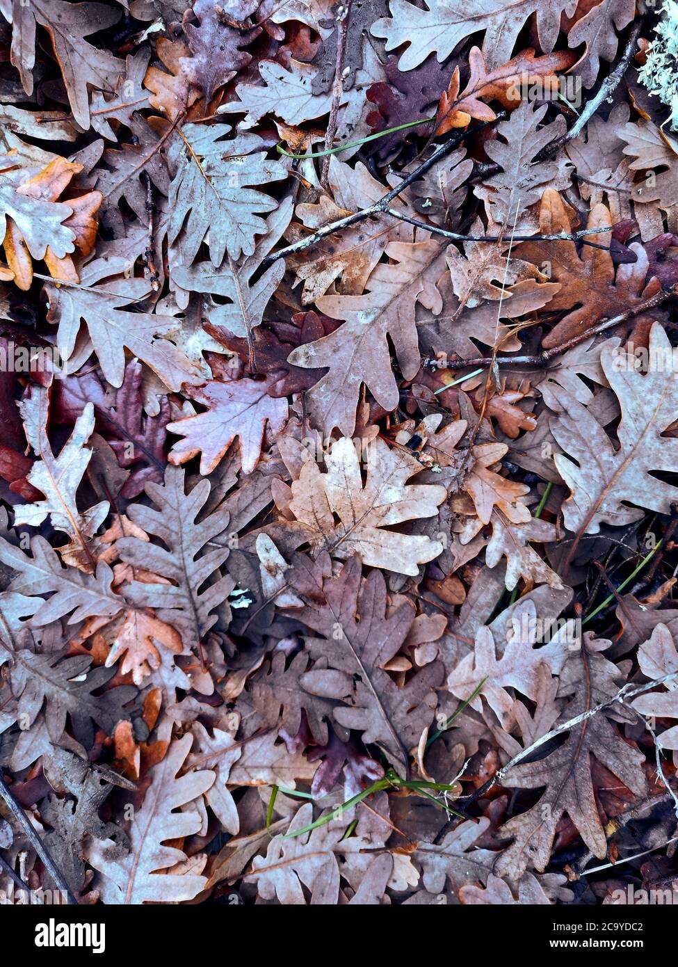 Vertical shot of colorful fallen leaves on the ground Stock Photo - Alamy