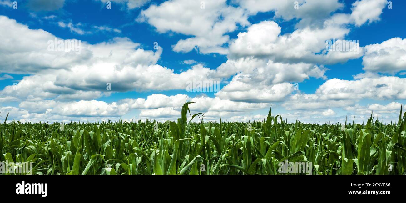 Cornfield under the blue sky with white clouds. Cultivated corn plantation with unripe green maize crops in sunny summer afternoon Stock Photo
