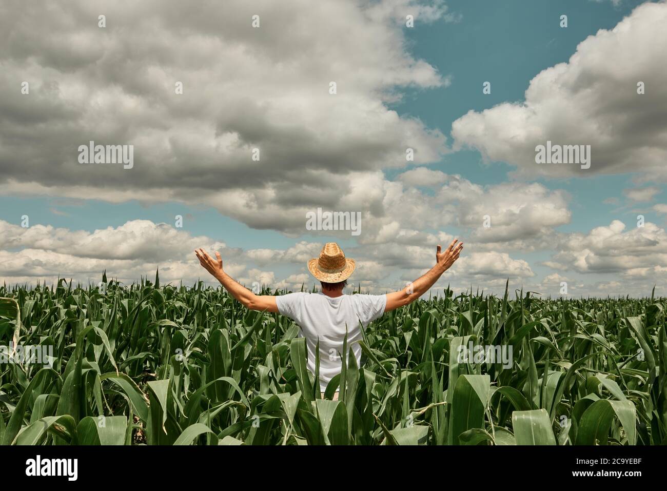 Successful male agronomist farmer with hands raised in the air in cultivated green corn maize field expressing satisfaction with current state of her Stock Photo