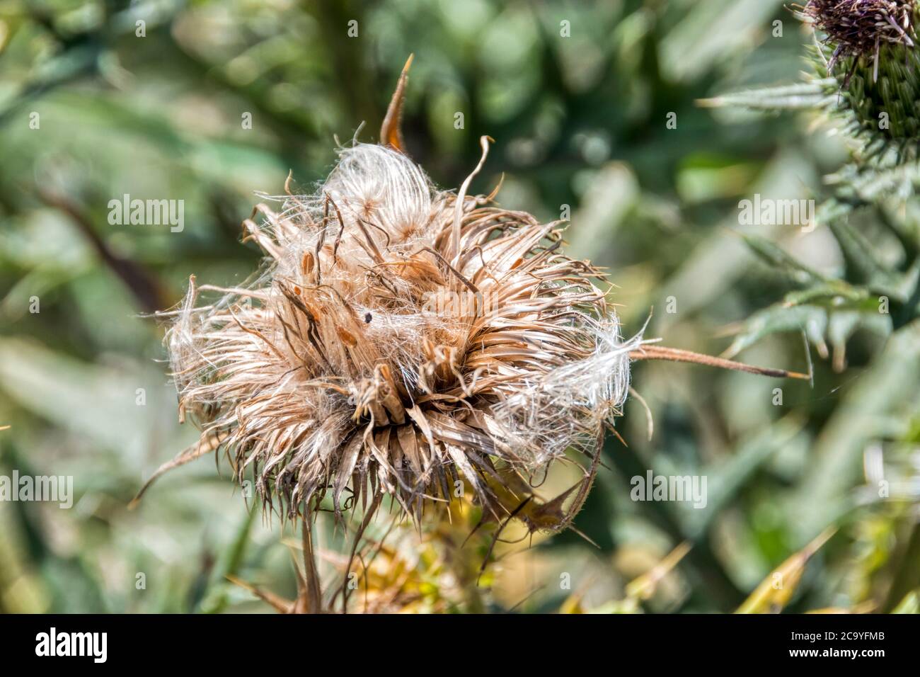 Thistle flower pecked out by goldfinches eating the seed. Stock Photo