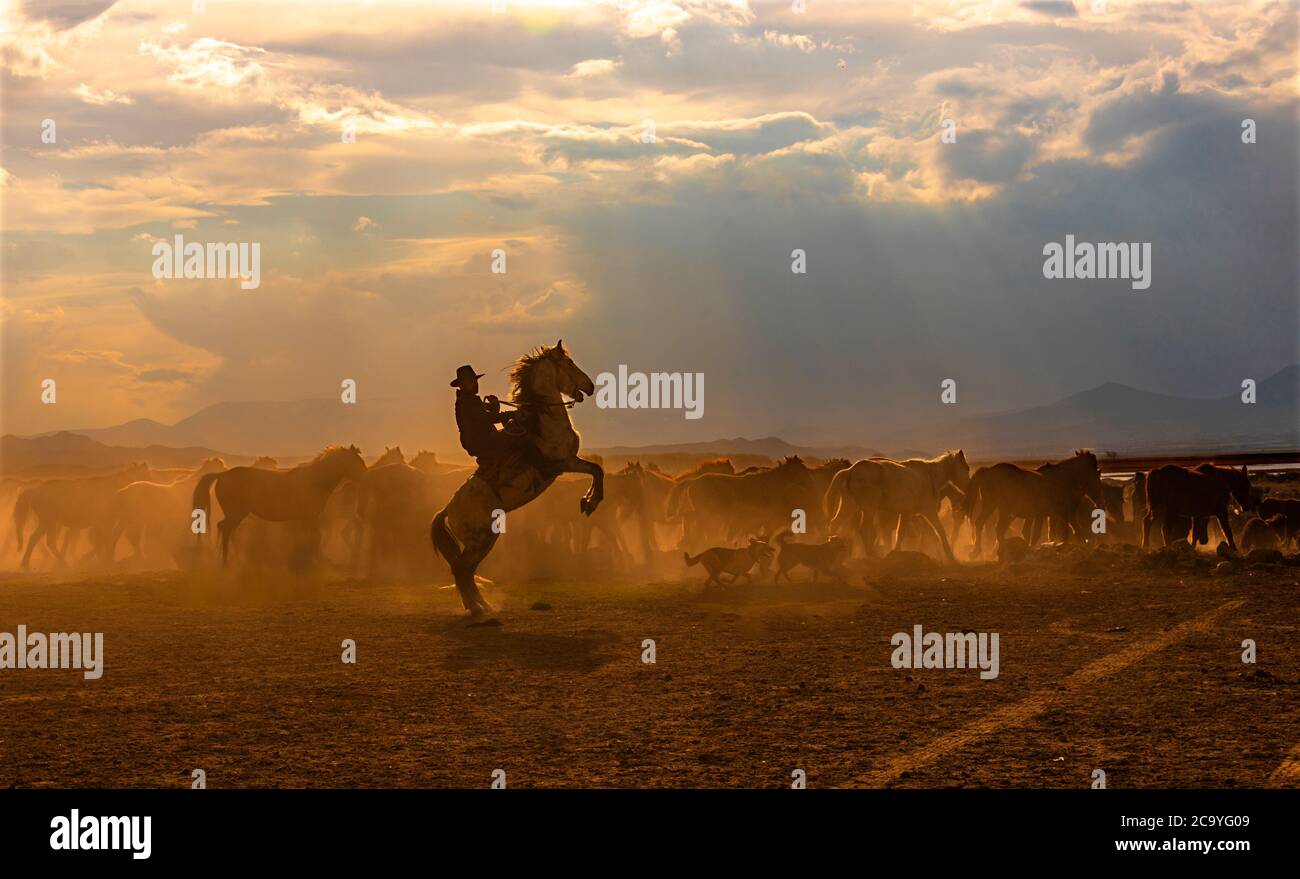 wild horses at kayseri Stock Photo