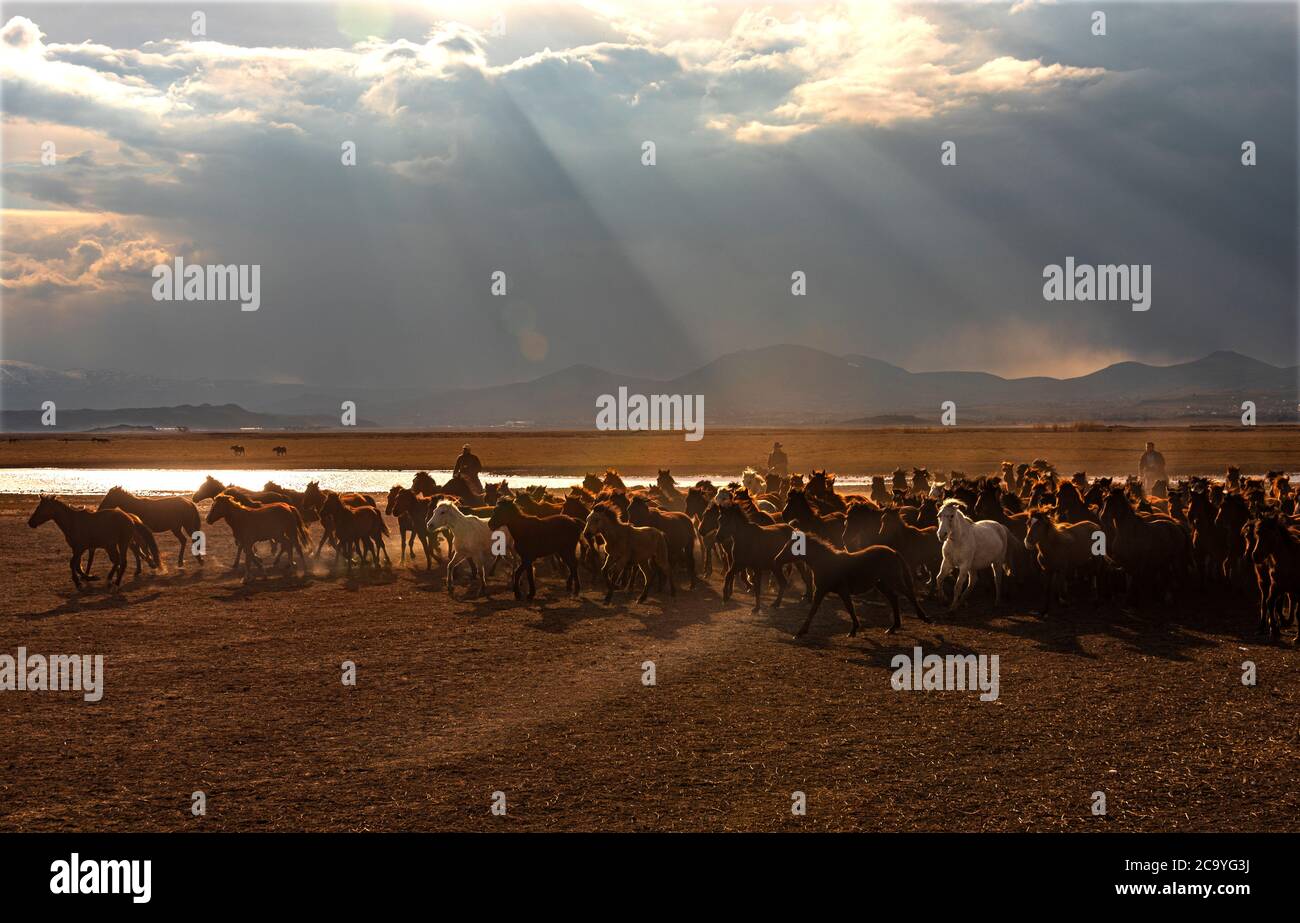 wild horses at kayseri Stock Photo