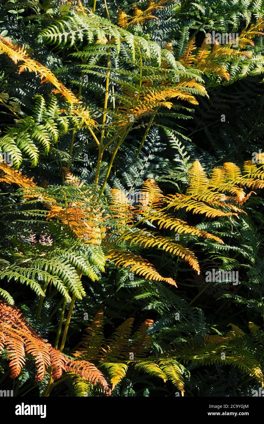 Royal ferns in autumn Stock Photo
