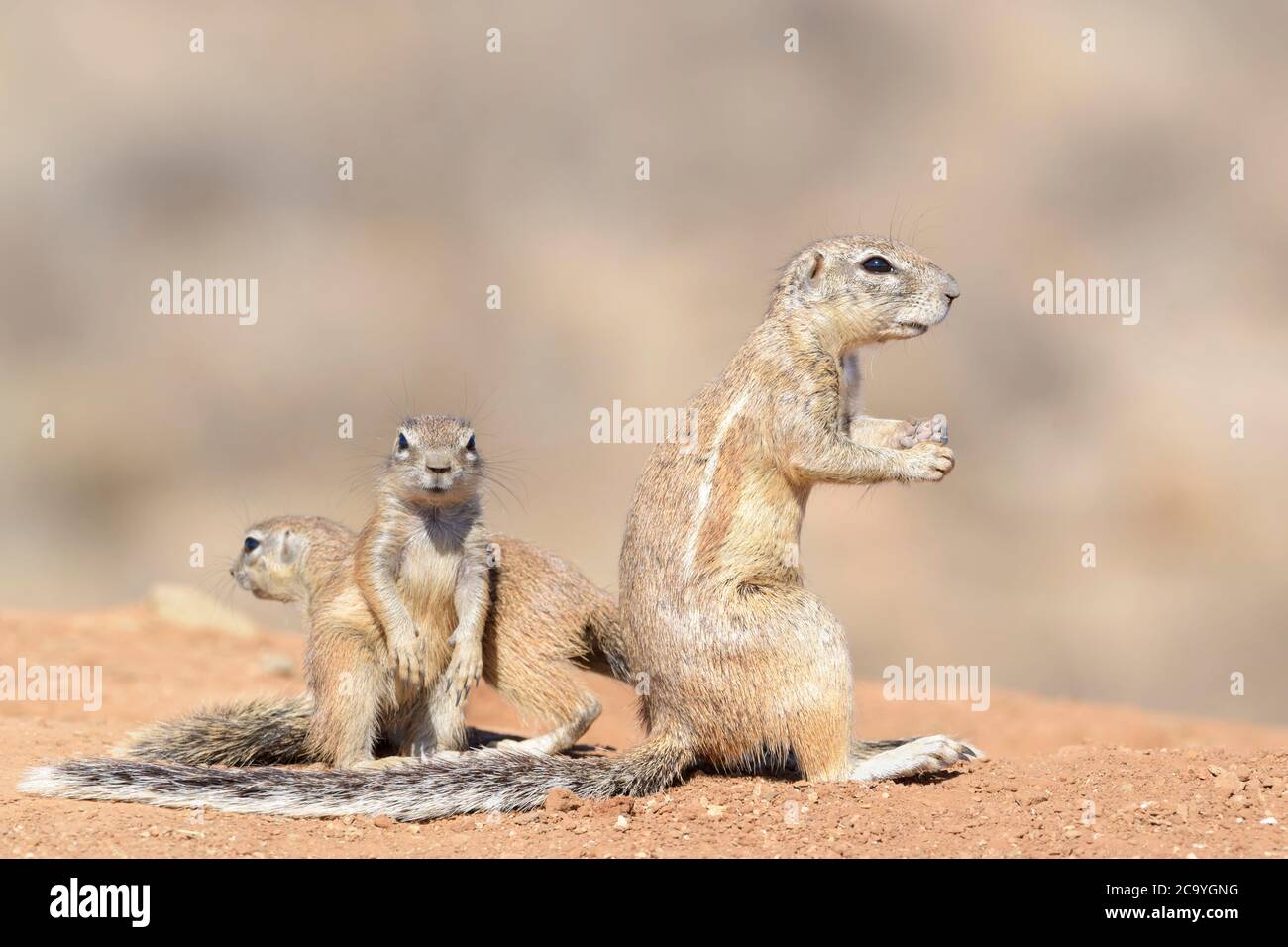 Ground Squirrel (Xerus inaurus), family, Mountain Zebra National Park, South Africa, Stock Photo