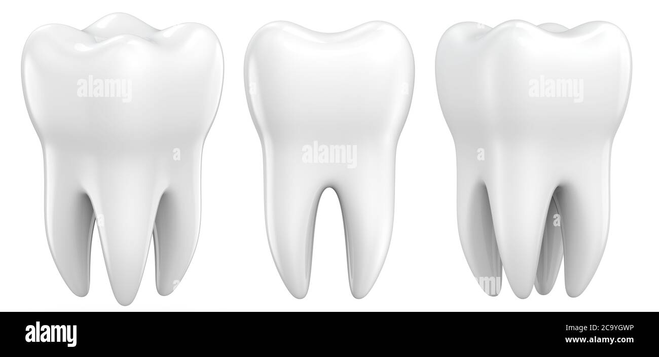 Teeth Mold | 3D model