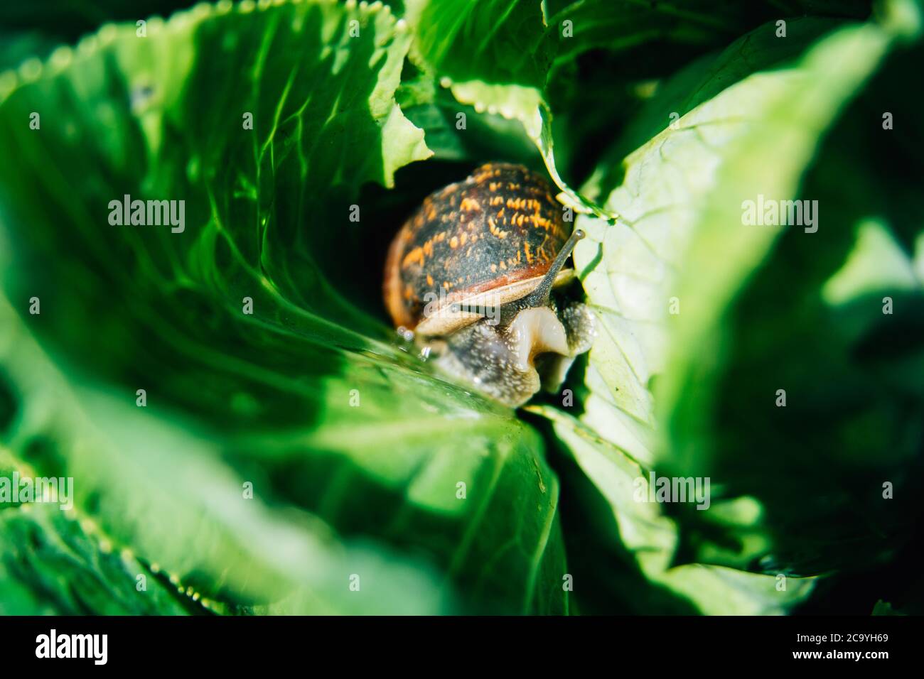 a snail eating a cabbage in a garden vegetable patch or allotment. Cabbage being eaten by snail outside Stock Photo