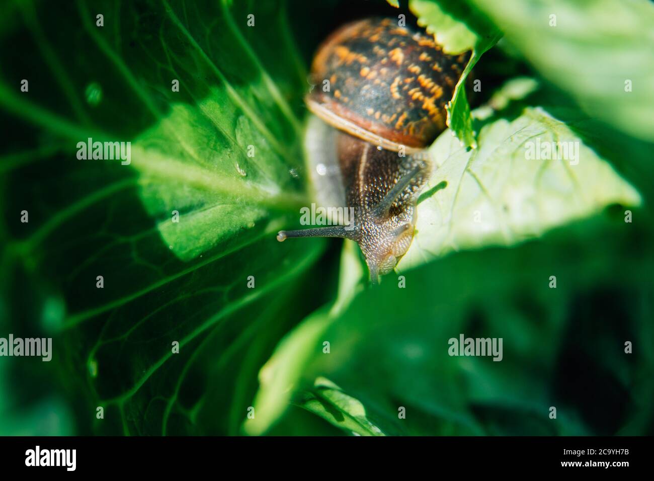 a snail eating a cabbage in a garden vegetable patch or allotment. Cabbage being eaten by snail outside Stock Photo