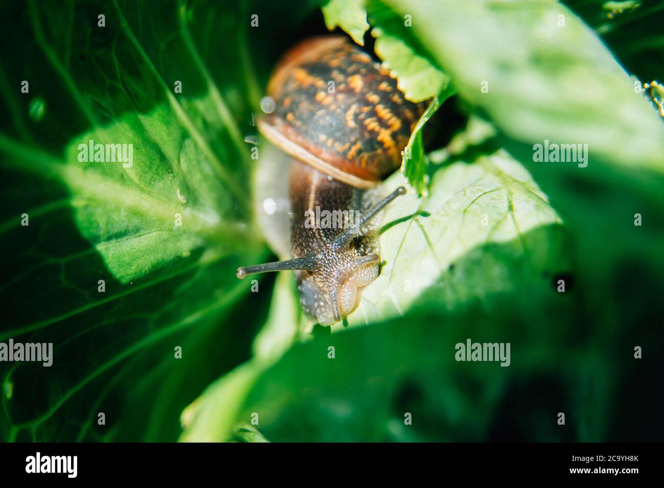 a snail eating a cabbage in a garden vegetable patch or allotment