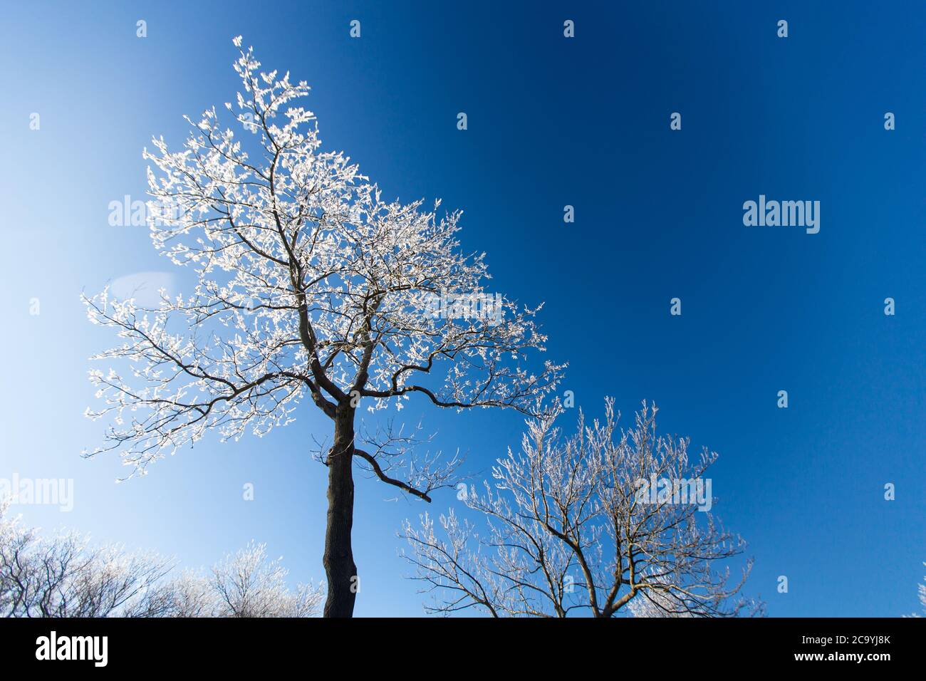 Closeup frozen tree hi-res stock photography and images - Alamy