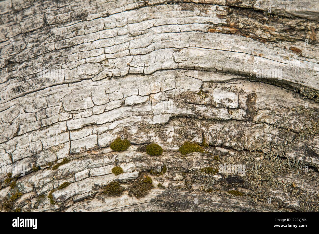 Close up on patterns in natural timber Stock Photo - Alamy