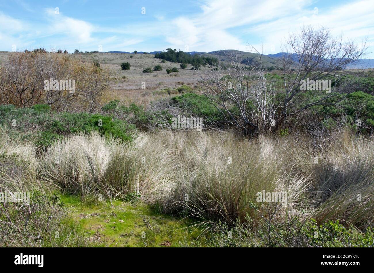 Landscape at the Pacific Ocean at Point Reyes Stock Photo - Alamy