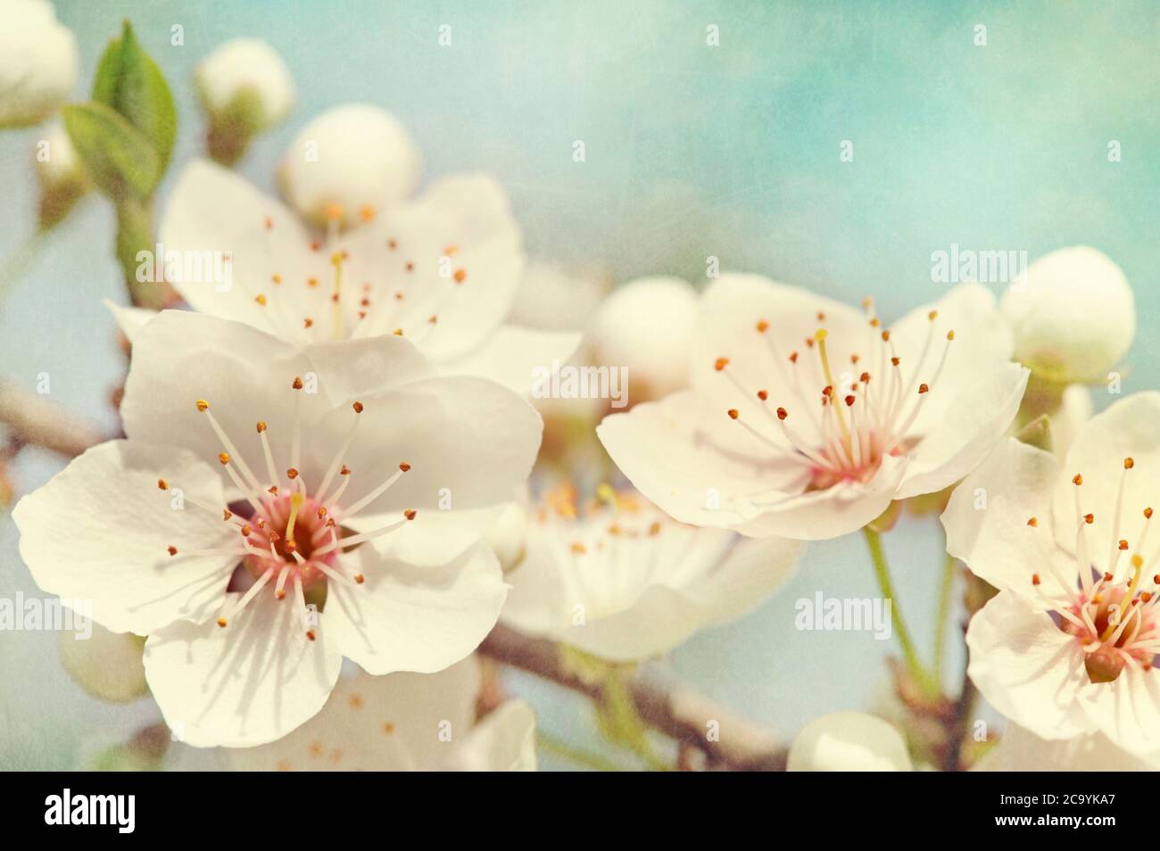 Cherry blossoms against a blue sky Stock Photo - Alamy