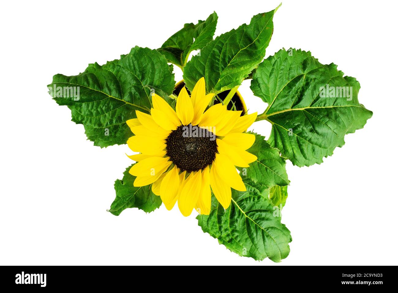 top view of potted flowering sunflower isolated on white background Stock Photo