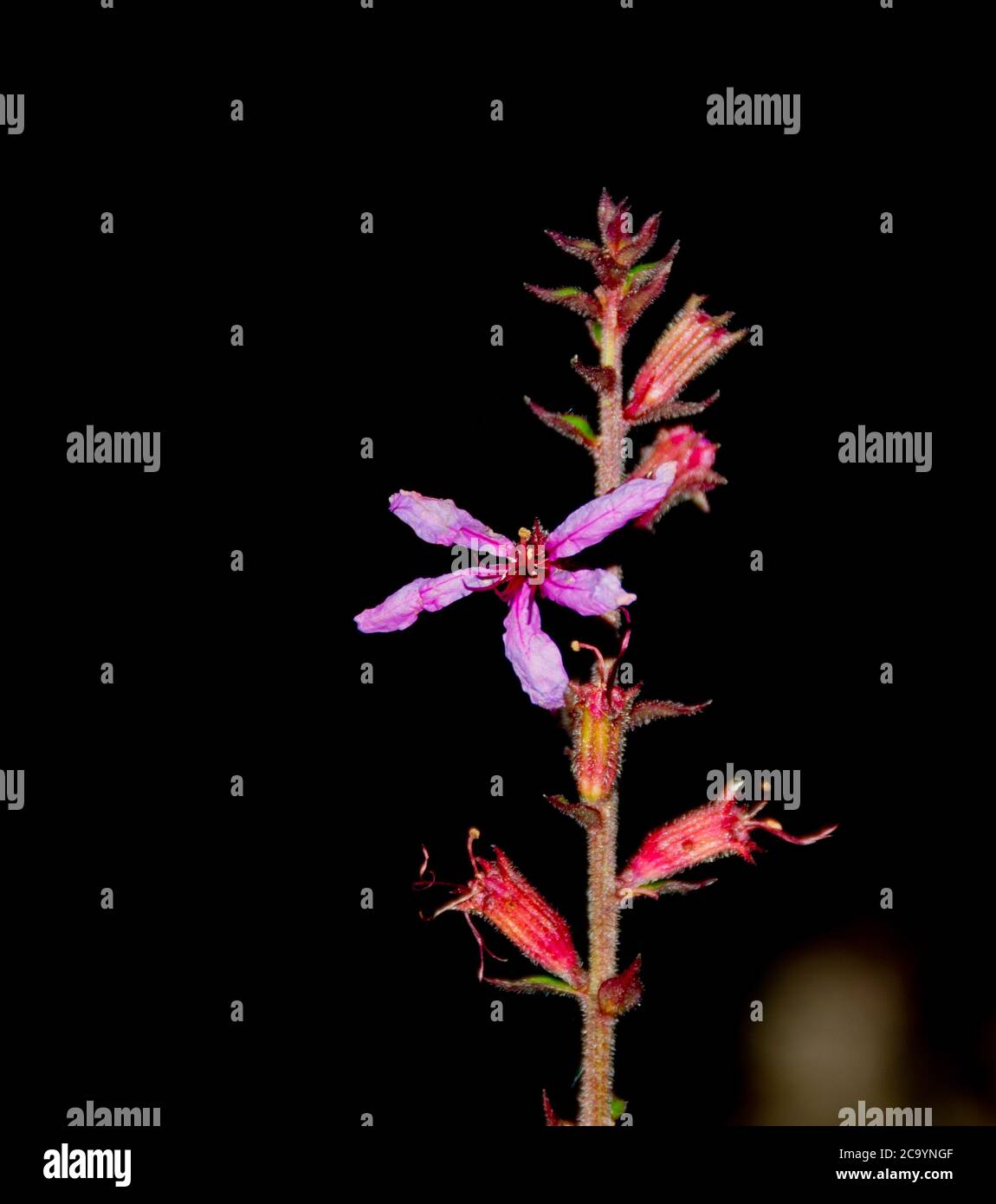 Selective focus shot of Lythrum virgatum 'Dropmore Purple' on dark background Stock Photo