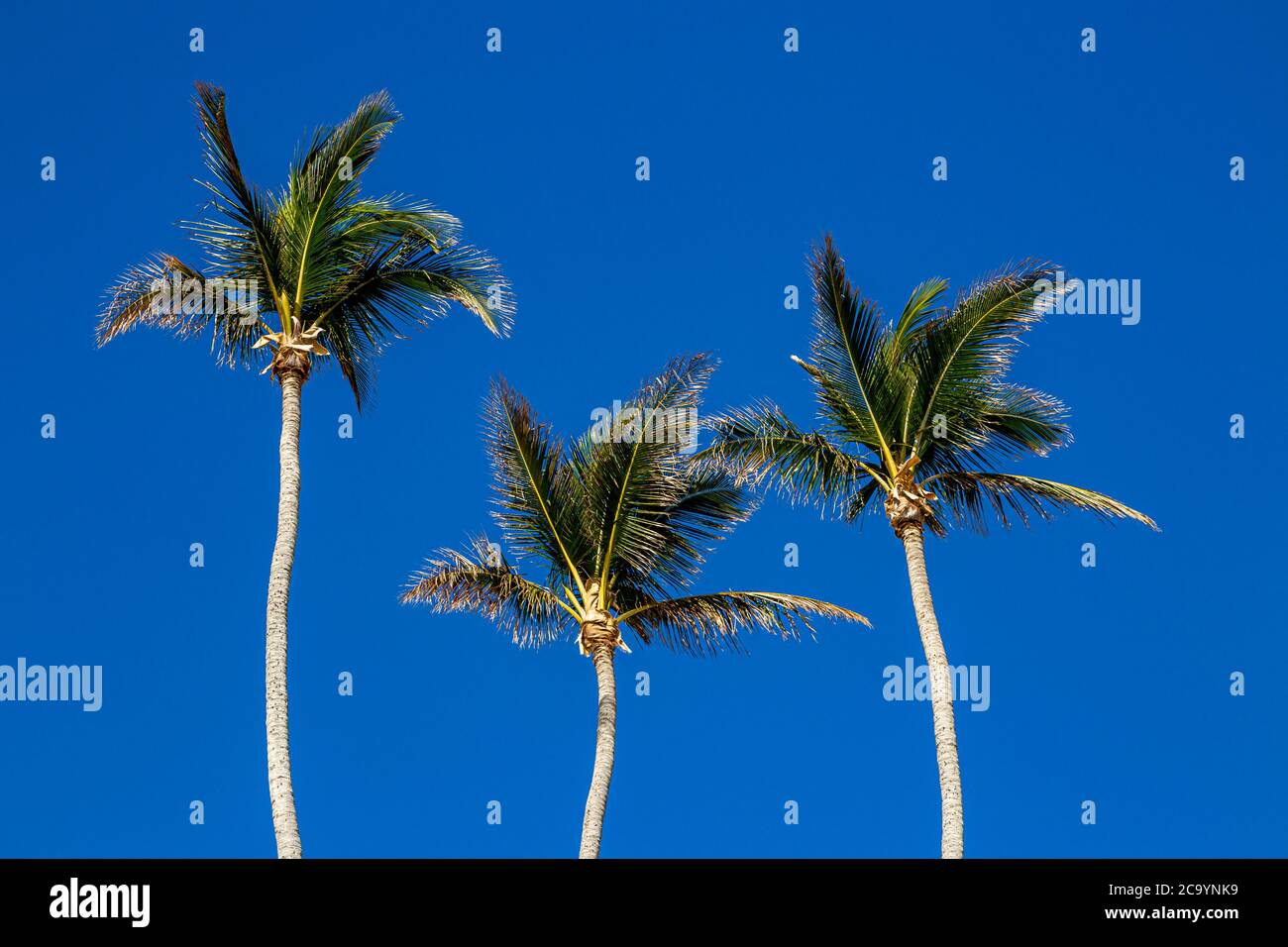 Looking up at palm trees against a clear blue sky Stock Photo - Alamy