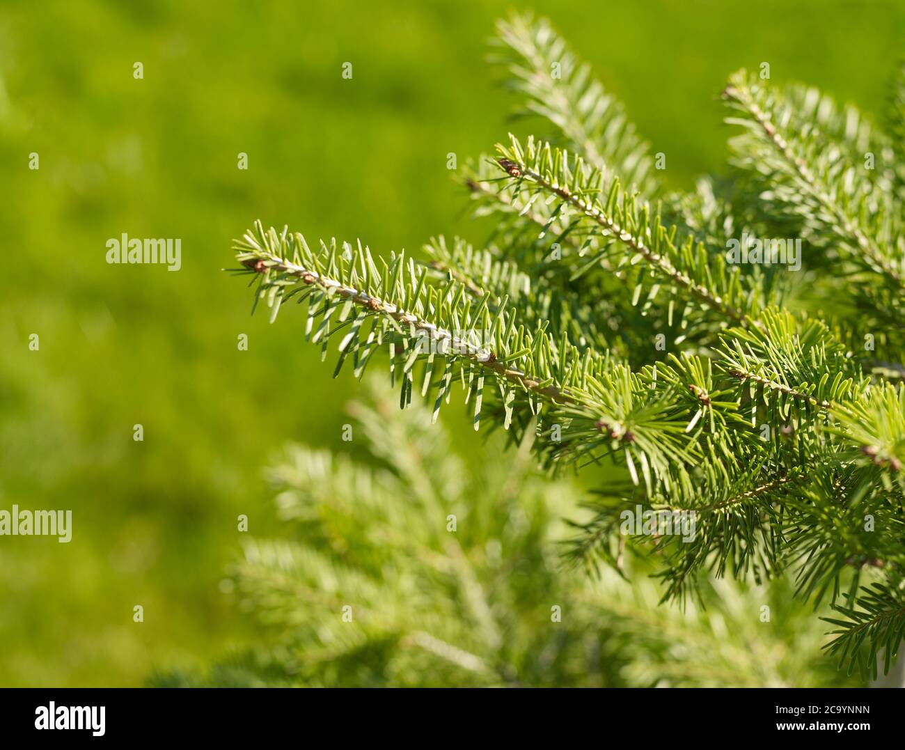 Fir tree close up hi-res stock photography and images - Alamy
