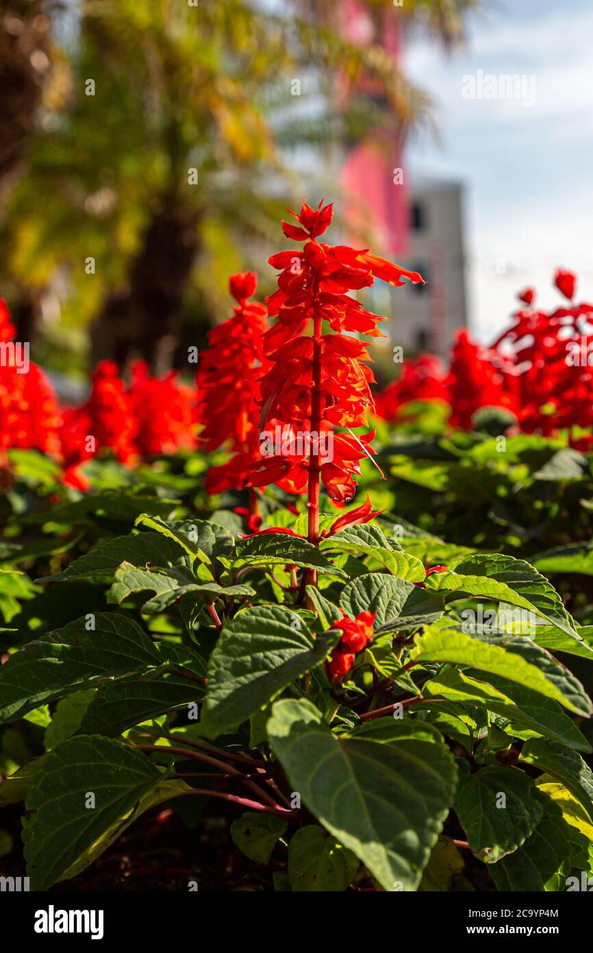 A display of red salvia flowers on the island of Bermuda Stock Photo