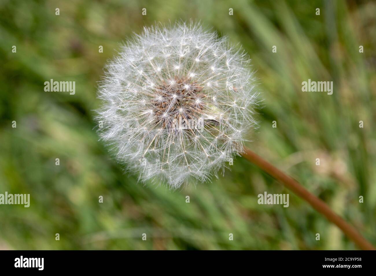 dandelion seed head in a meadow Stock Photo
