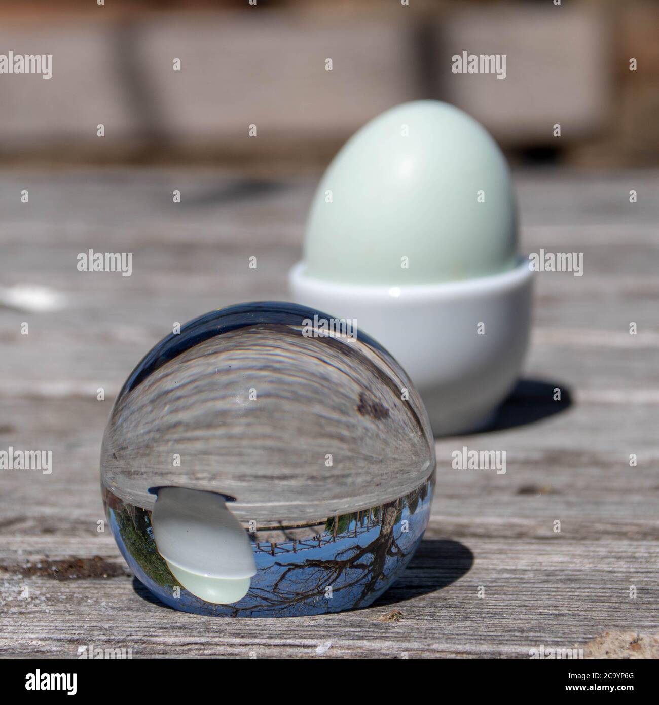 blue egg captured in a crystal ball Stock Photo