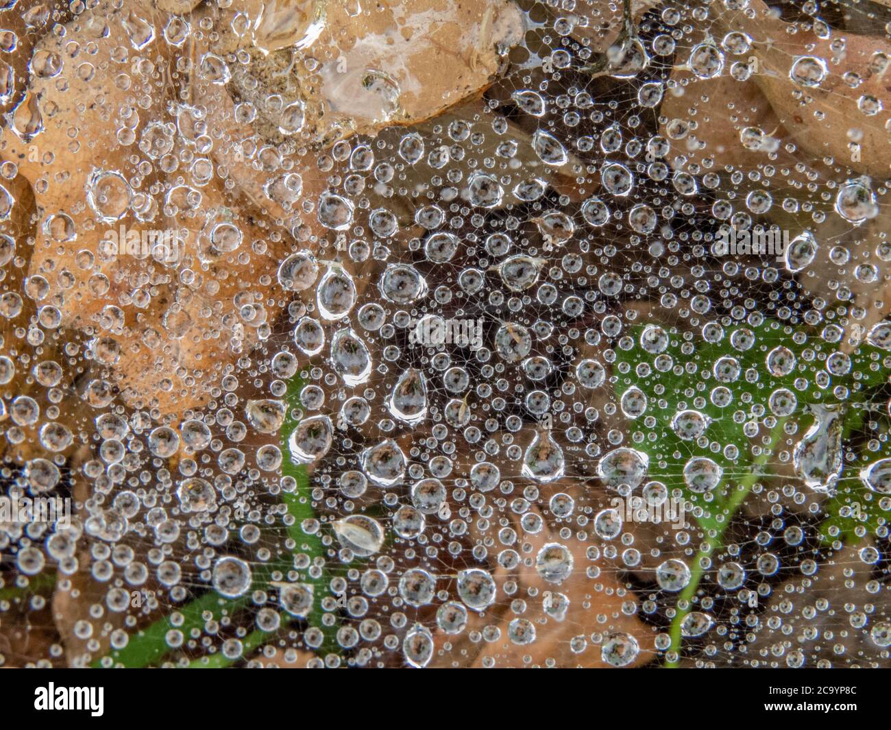 raindrops caught on a spider's web Stock Photo