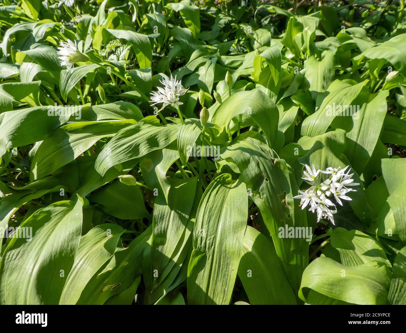 wild garlic on a spring day Stock Photo