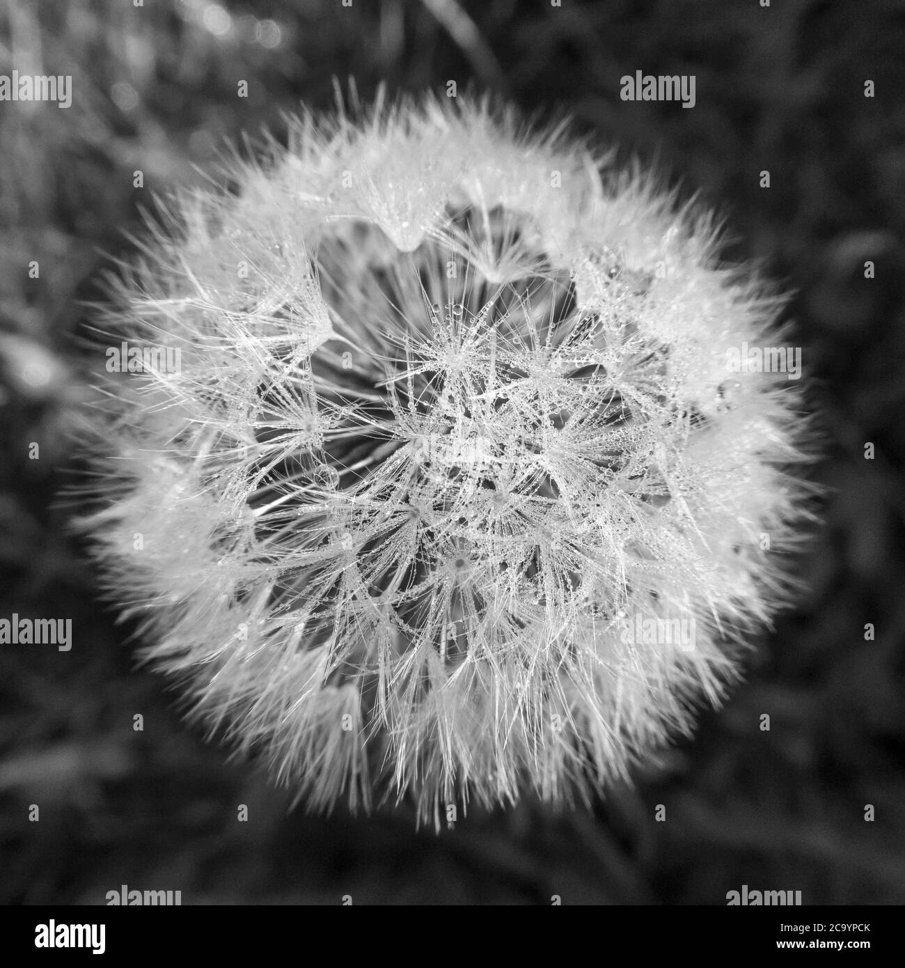 black and white dandelion seed head Stock Photo