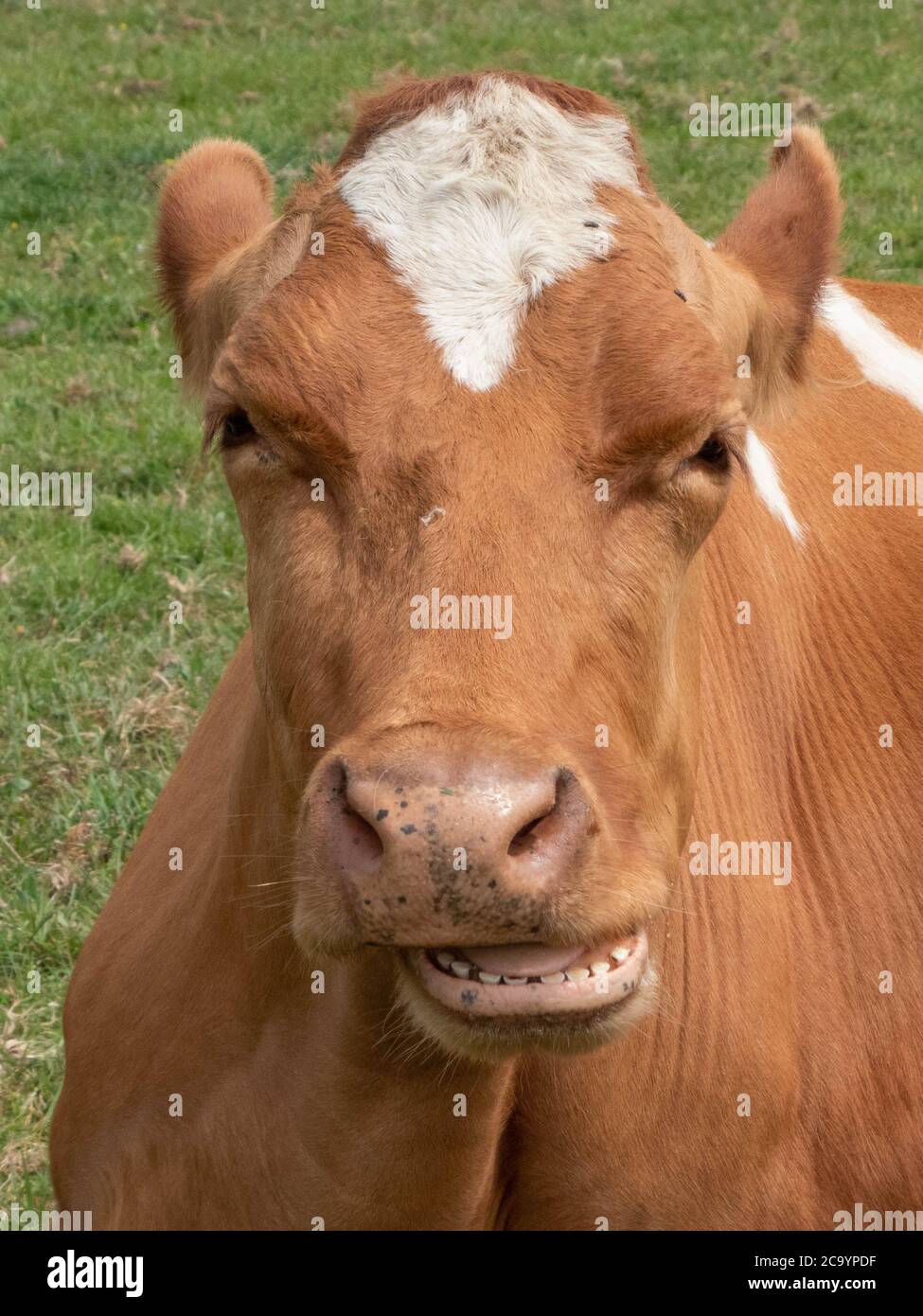 cow pulling a funny face Stock Photo