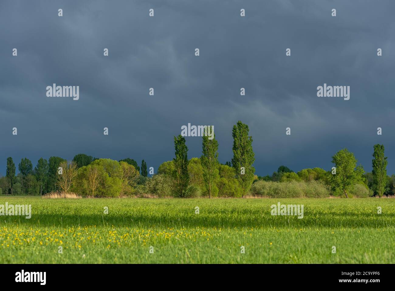 Green meadow with trees and cloudy rainy sky in springtime Stock Photo ...