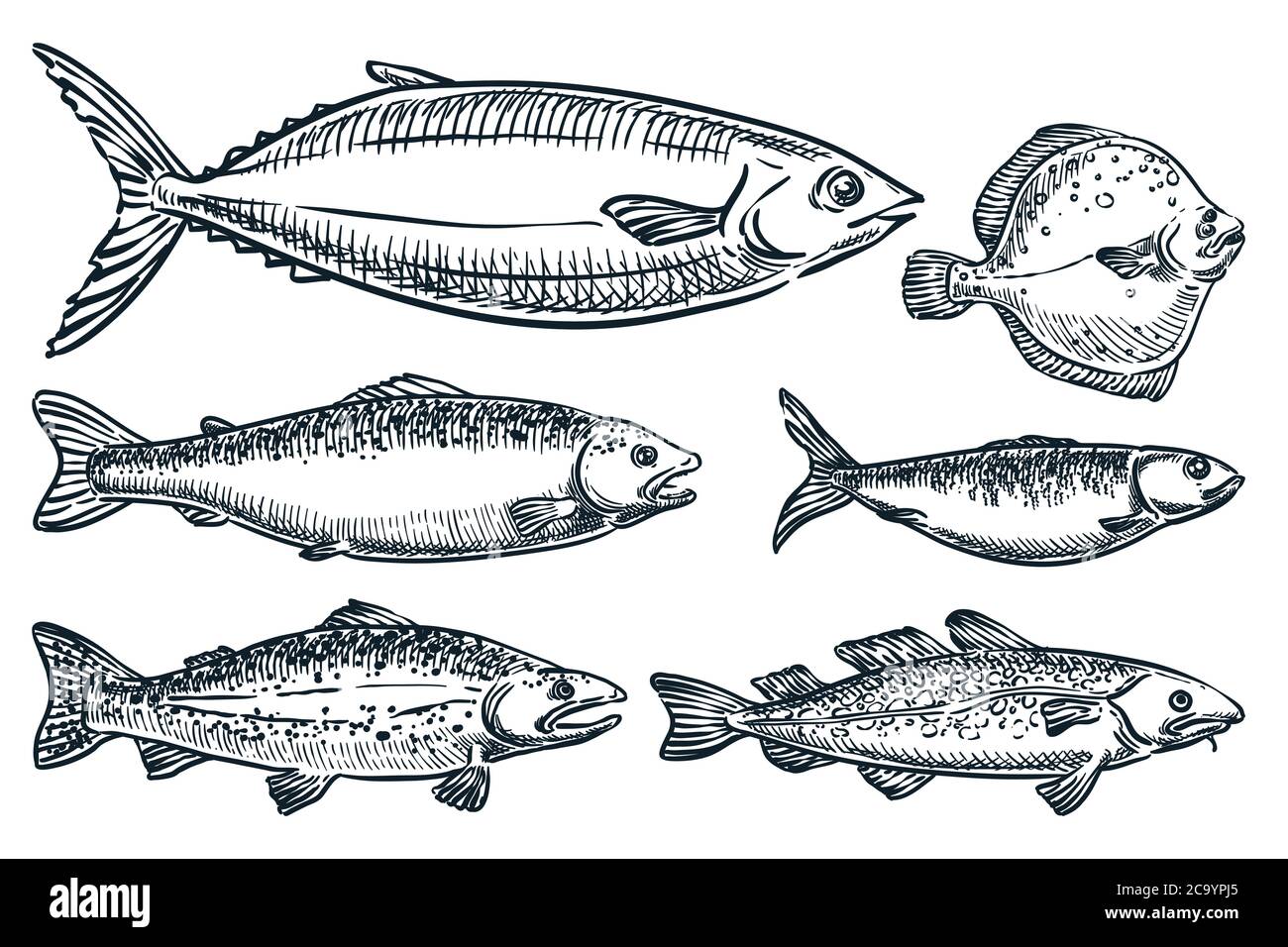 Sea fishes set, isolated on white background. Hand drawn sketch vector illustration. Seafood market food design elements. Doodle drawing of salmon, tr Stock Vector
