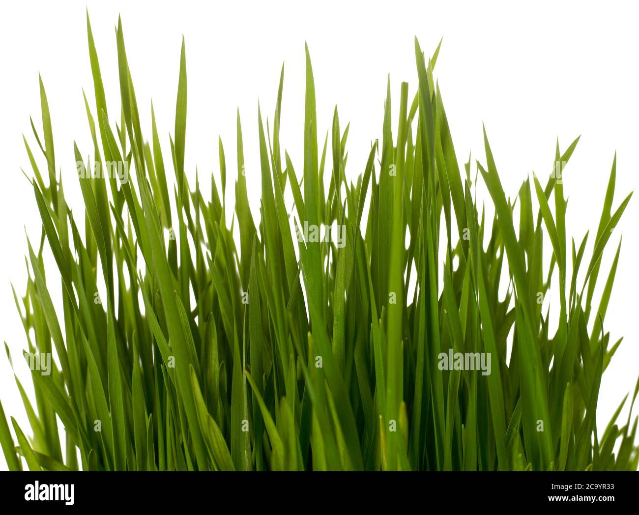 Blade of grass isolated Stock Photo Alamy