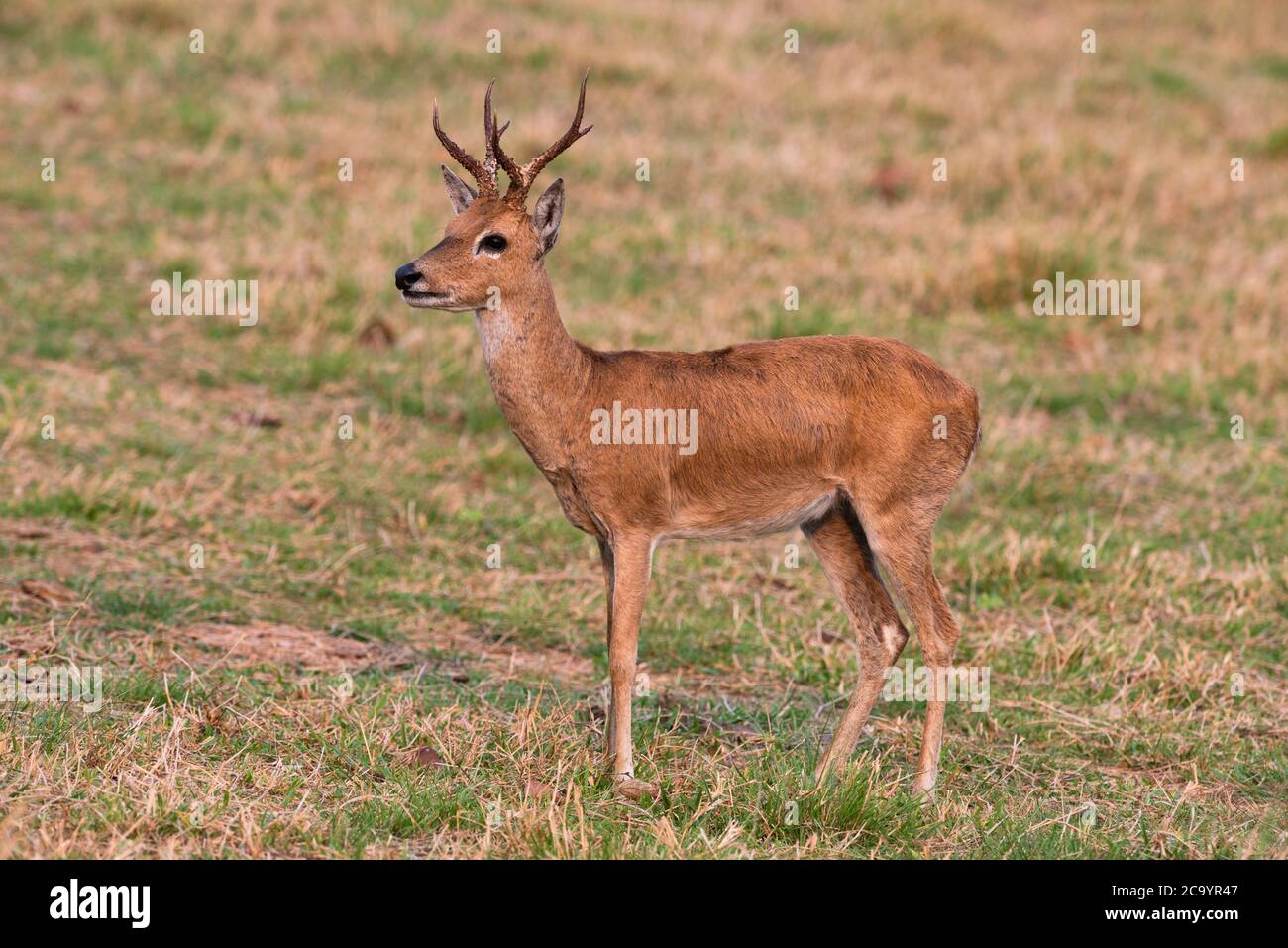 An endangered Pampas Deer (Ozotoceros bezoarticus) in South Pantanal, Brazil Stock Photo