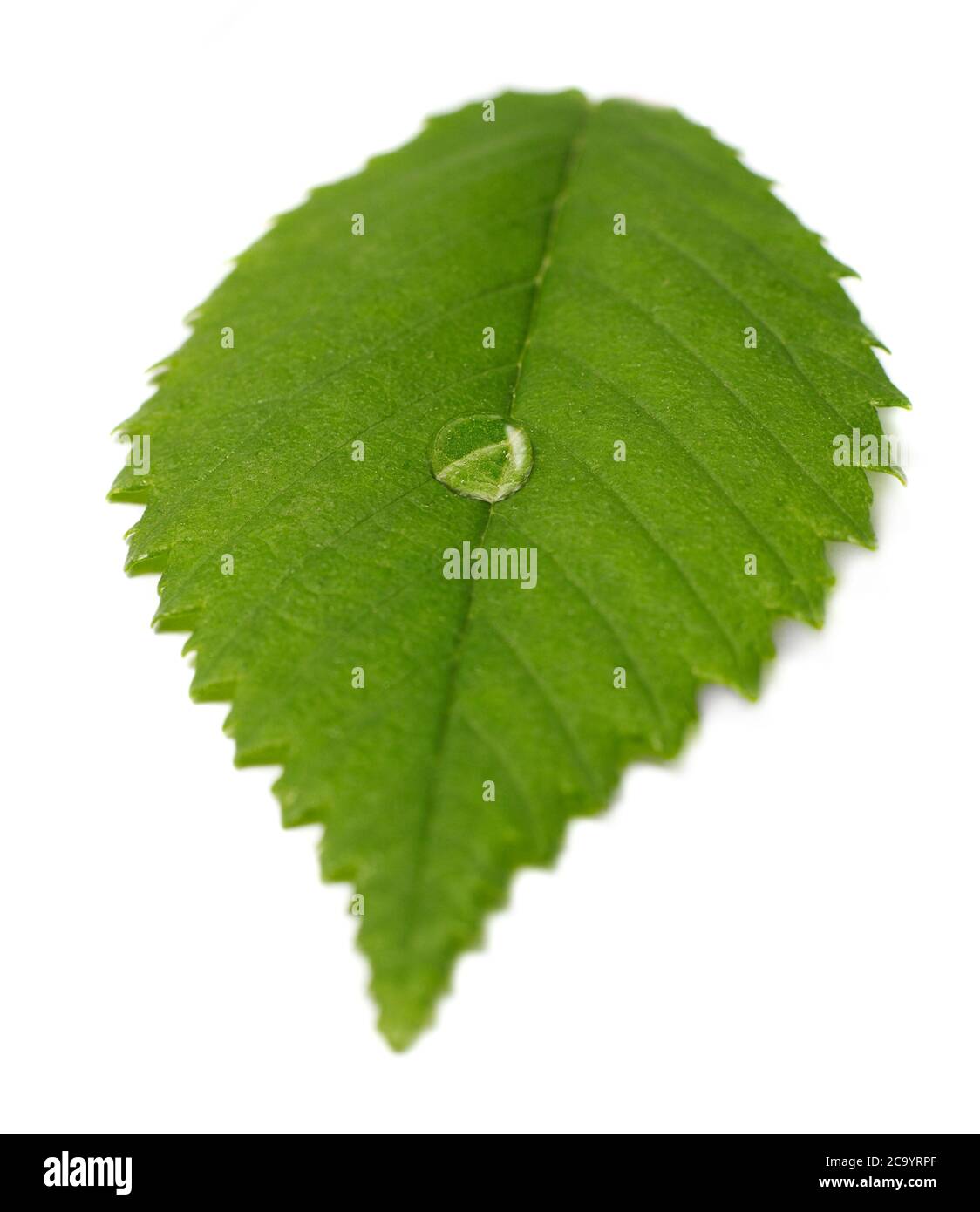 Leaf with water drop isolated on white Stock Photo - Alamy
