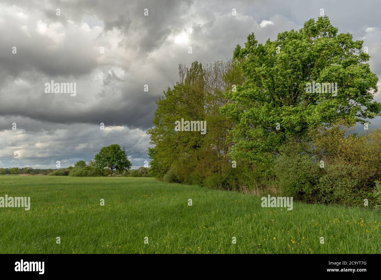 Green meadow with trees and cloudy rainy sky in springtime Stock Photo ...