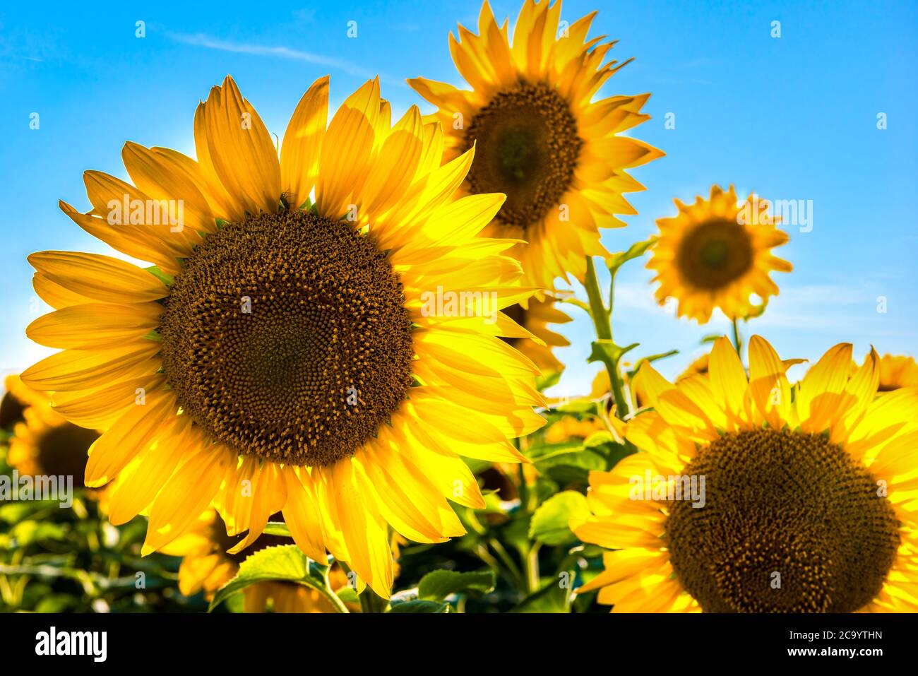 Young sunflower head close hi-res stock photography and images - Alamy