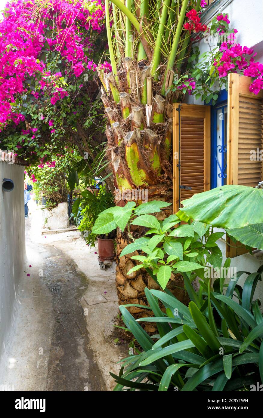 Old narrow street with flowers and plants in Anafiotika, Plaka district