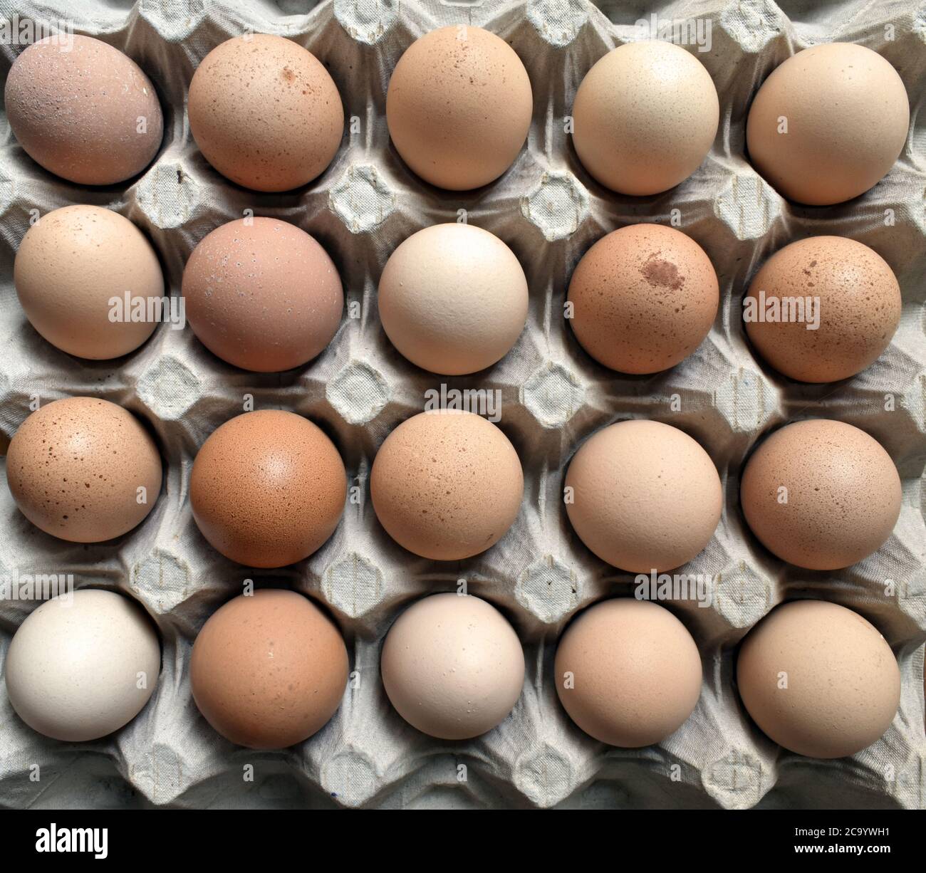 Twenty Fresh Freerange Farm eggs rest in rows on an egg carton tray under natural day light. Stock Photo