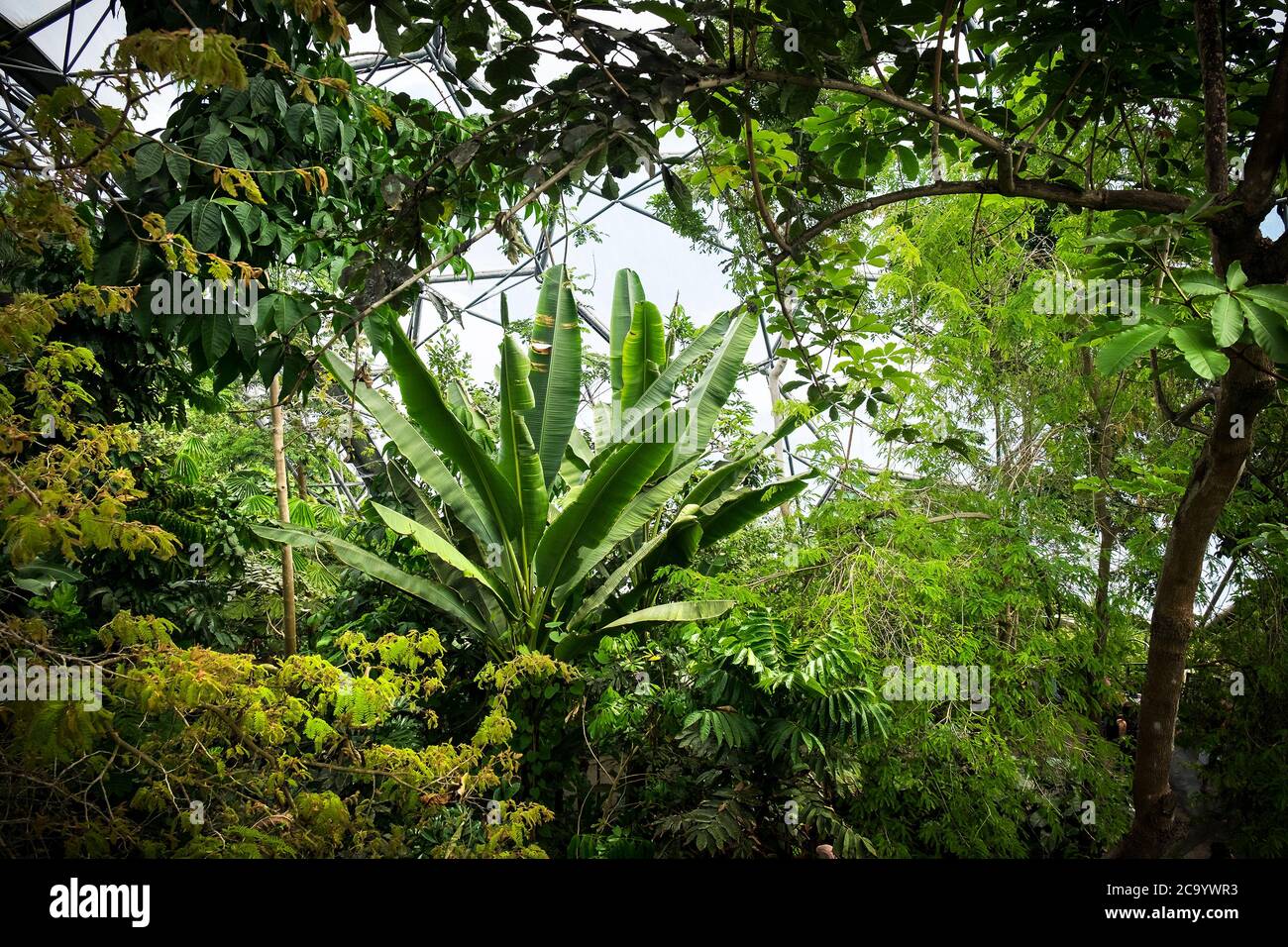 Sub tropical plants and trees inside the rainforest Biome at the Eden project complex in Cornwall. Stock Photo
