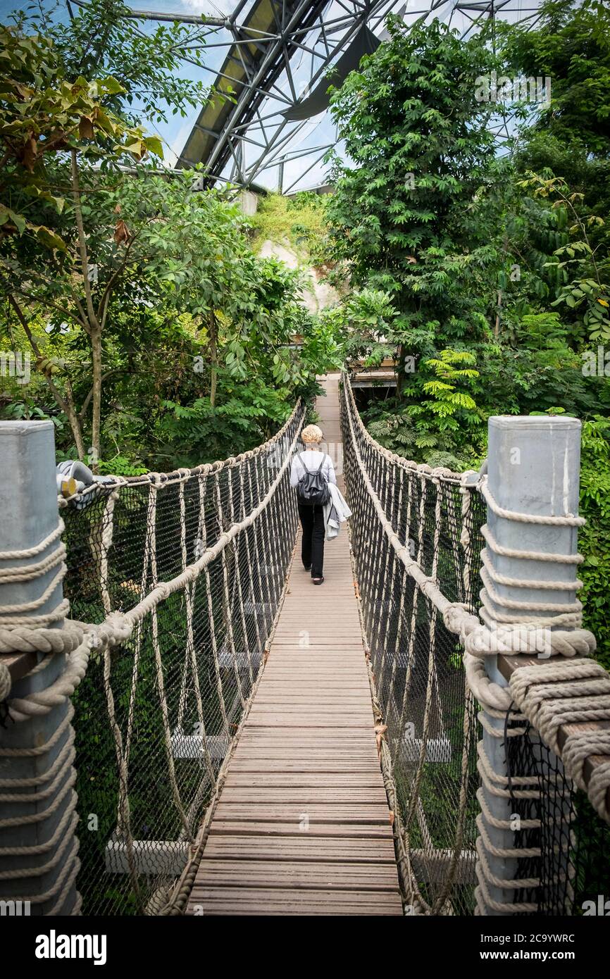 A visitor walking across a rope bridge inside the rainforest Biome at the Eden project complex in Cornwall. Stock Photo