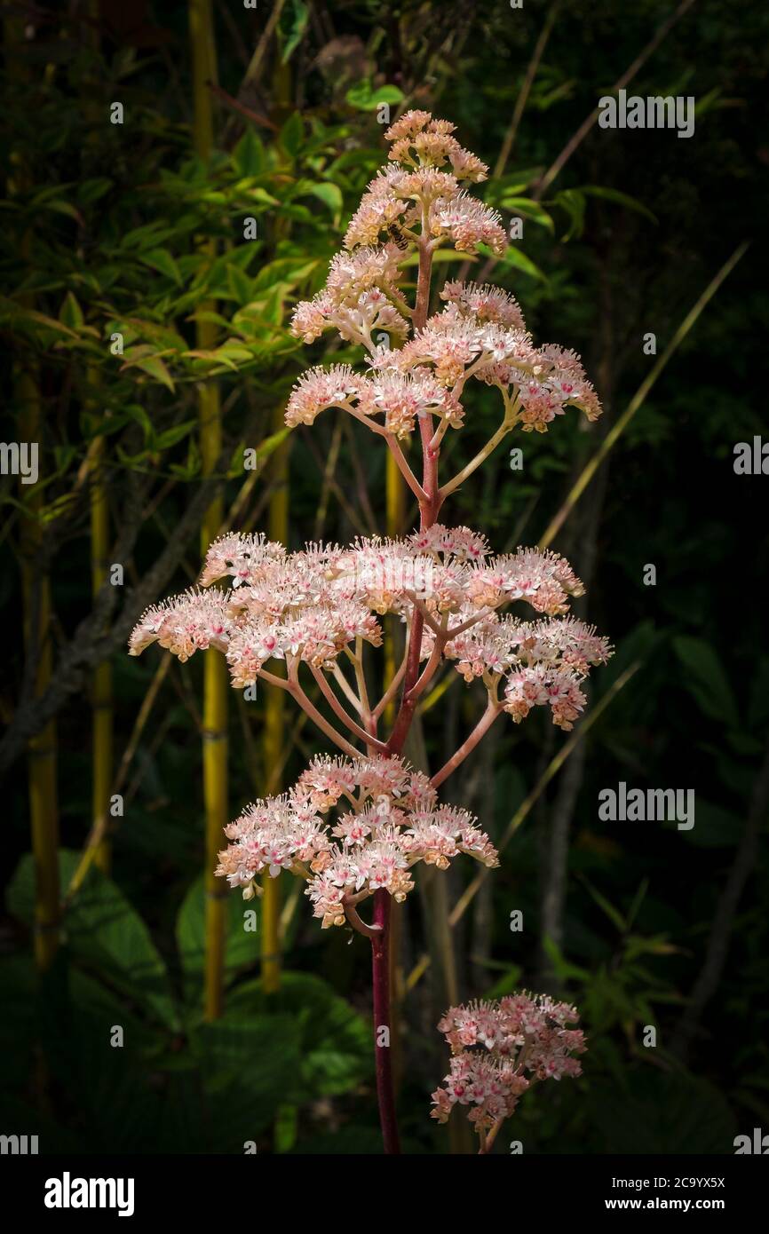 Rodgersia aesculifolia plant. Stock Photo
