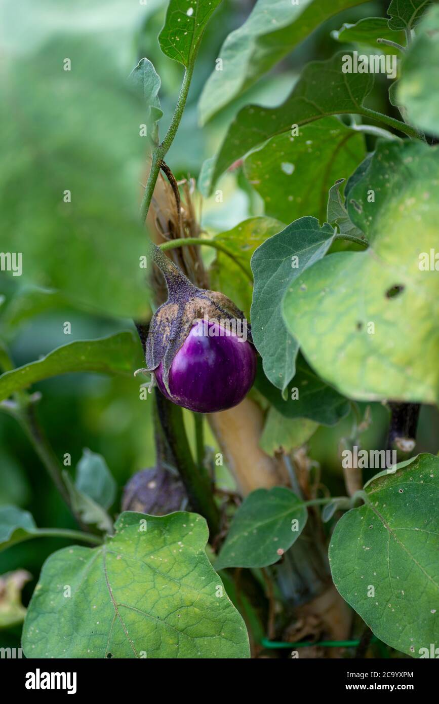 eggplant plant growing in its period on a sunny day Stock Photo Alamy