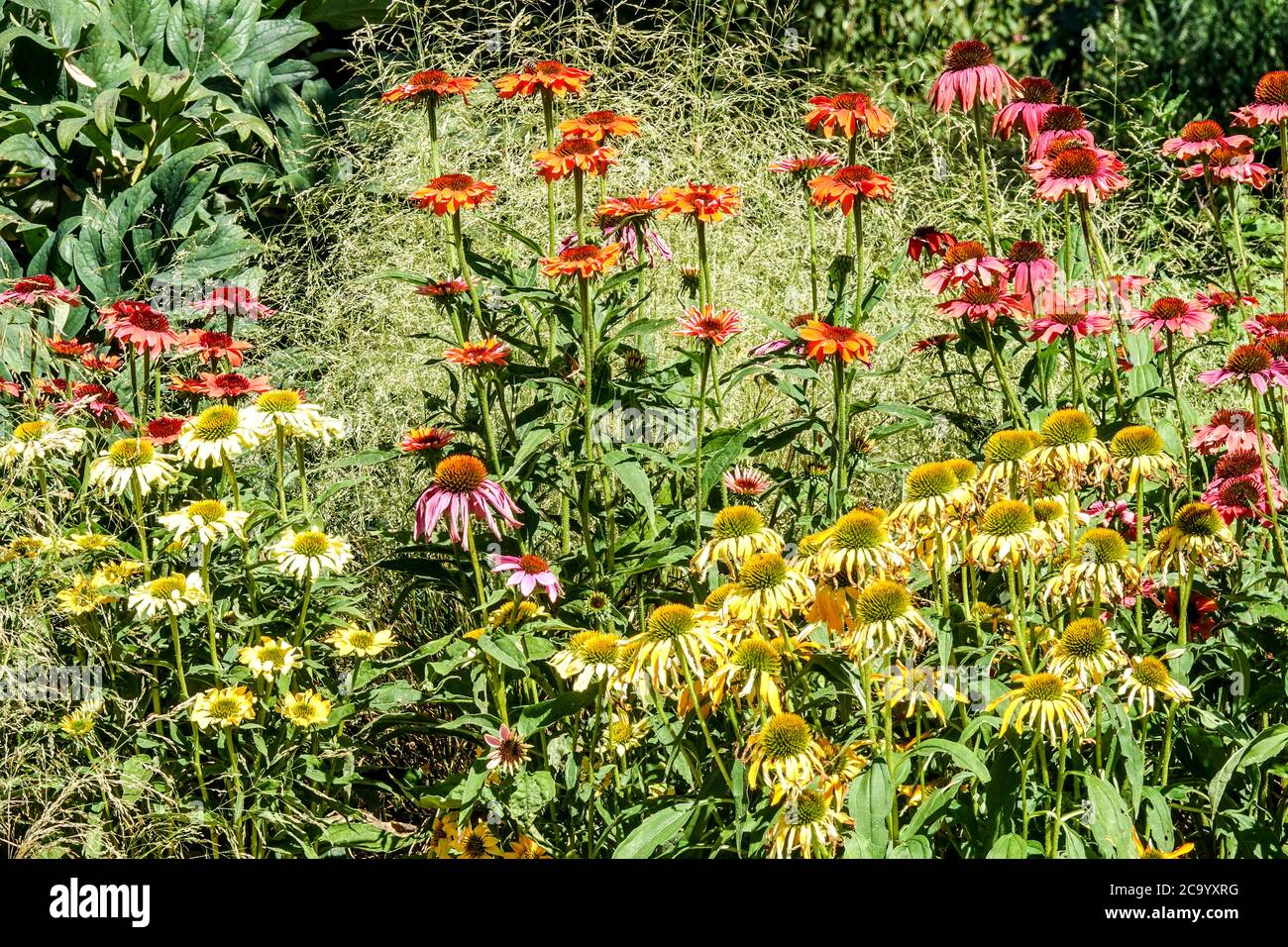 Hardy perennials flowers, Various colors of Echinacea Cheyenne Spirit grows in garden border grasses coneflowers Stock Photo