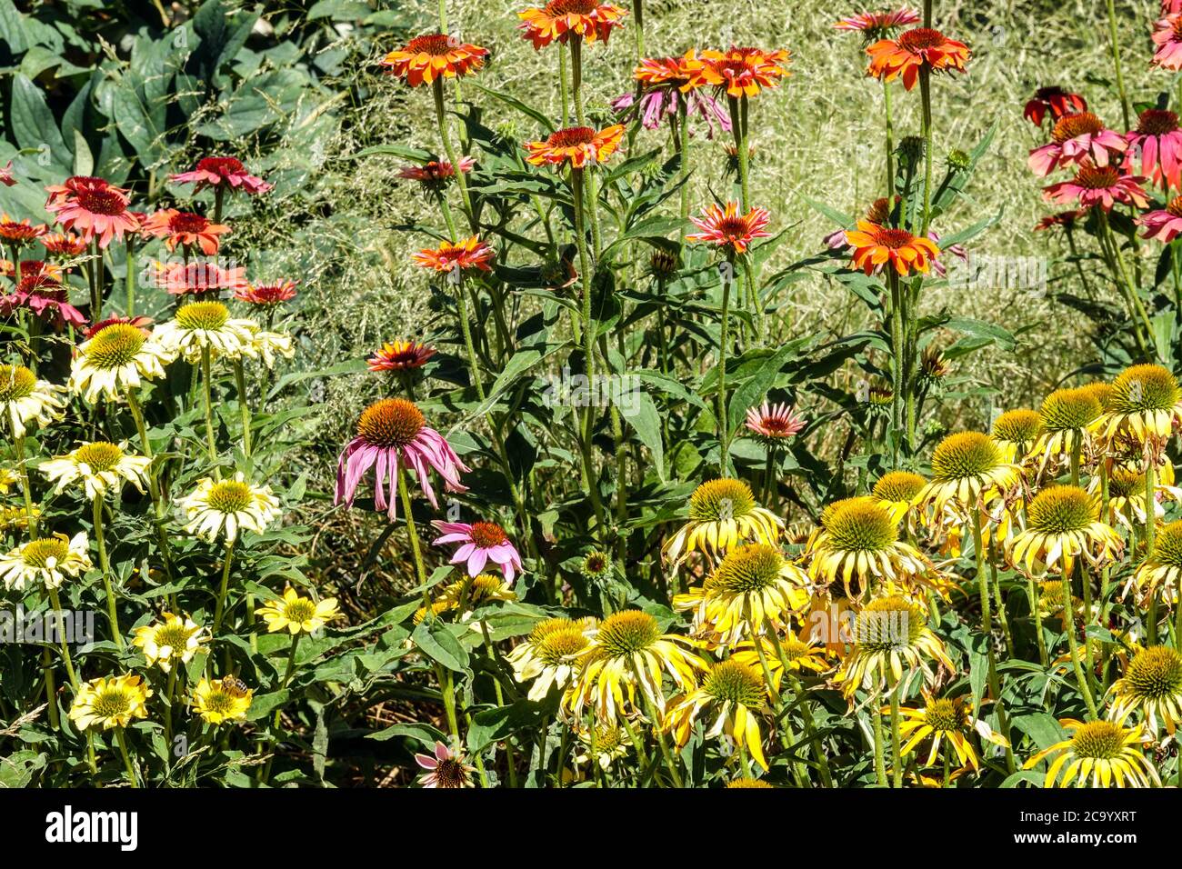 Hardy perennials flowers, Various colors of Purple coneflowers Echinacea Cheyenne Spirit blooming in grasses Perennials Stock Photo