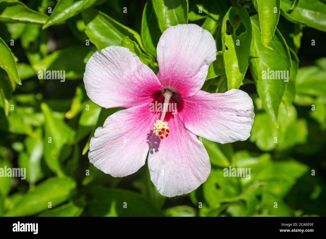 A pale pink hibiscus flower with green foliage behind Stock Photo - Alamy