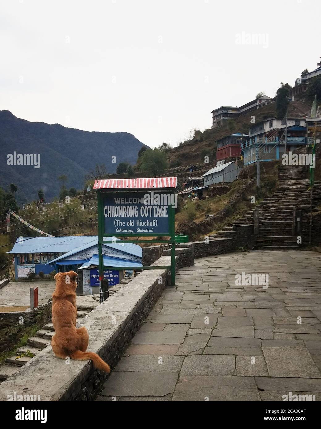 Pokhara, Nepal - Chomrong, a village in the middle of Annapurna Himalayas. The dog sitting alone on a stone wall. Annapurna Base Camp trekking course. Stock Photo
