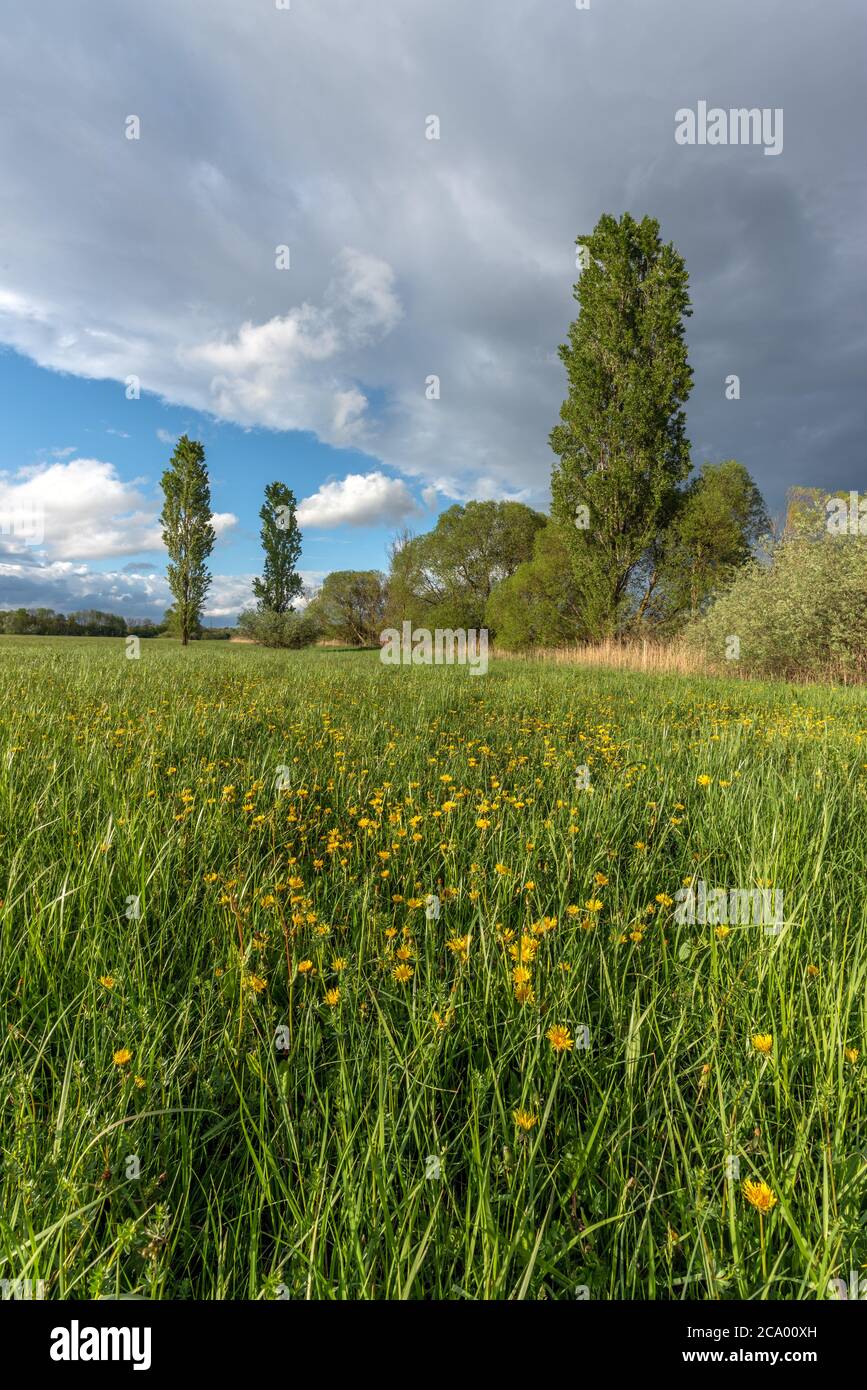 Green meadow with trees and cloudy rainy sky in springtime Stock Photo ...