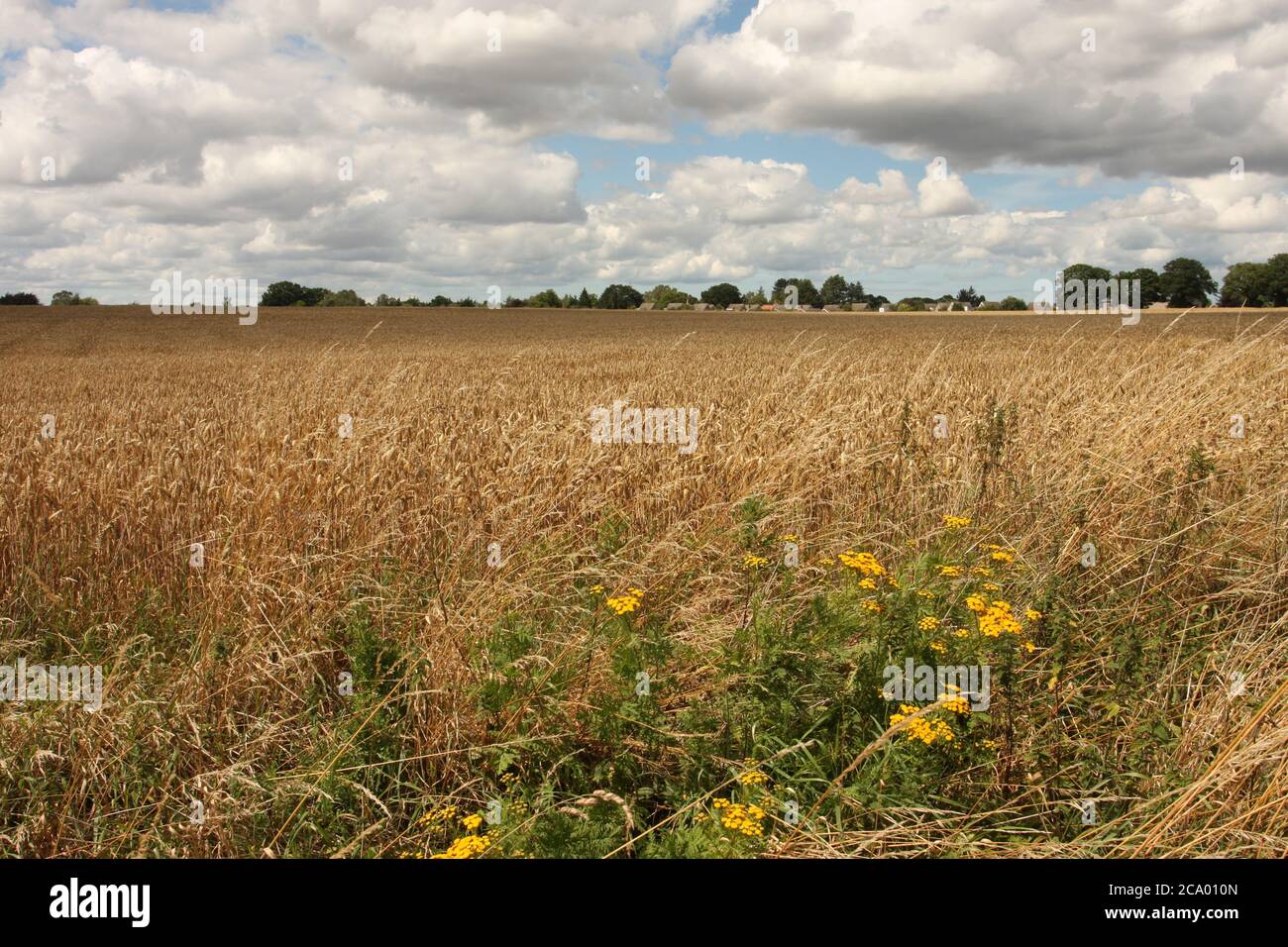 Wheat field ready for harvest with wildflowers in foreground Stock Photo